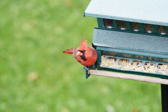 Bird Feeding Tips: How to Successfully Manage Backyard Bird-Feeding Stations